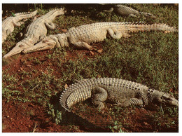 (T 7) Australia - Freshwater Crocodile - Outback