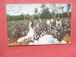 Black Americana   Picking Cotton  Memphis Tenn.     Ref 4446 - Black Americana