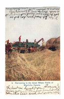 Manitoba, Canada, Harvesting Great Wheat Fields Of Manitoba, 1909 Postcard - Altri & Non Classificati