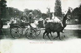 CPA //  Attelage Aux Lamas   Voiture  1905 - Attelages