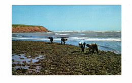 NORTH RUSTICO, Prince Edward Island, Canada, Gathering Irish Moss, Old Chrome Postcard - Altri & Non Classificati