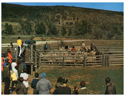 (T 18) Australia - SA - Near Wilpena - Sheep Yarding - Flinders Ranges