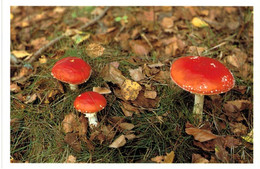 Thème - Champignon - Amanite Tue Mouche - Parc Régional De Lorraine - Mushrooms