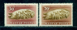 1951 Pig, Sow With Piglet, Schwein Mit Saugenden Ferkeln, Hungary, Mi. 1151, MNH - Farm