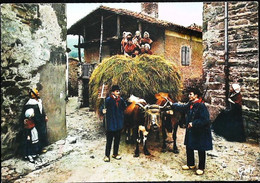 ►◄   AUVERGNE  "   Le Brusse " Groupe Folklorique    Attelage Bovin  Cattle Hitch - Attelages