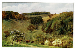 Ref 1413 - J. Salmon ARQ A.R. Quinton Postcard - Arundel Park - Sussex - Arundel