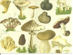 Truffe Truffes Champignon  Tartufo Mushroom Fungo Champignons - Mushrooms