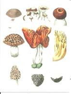 Truffe Truffes Champignon  Tartufo Mushroom Fungo Champignons - Mushrooms