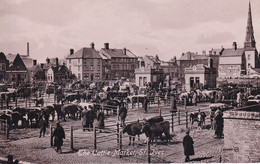 The Cattle Market  St Ives - Autres & Non Classés