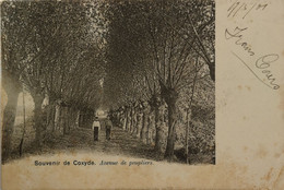 Koksijde - Coxyde Souvenir De // Avenue De Peupliers 1901 VLEKKEN - Koksijde