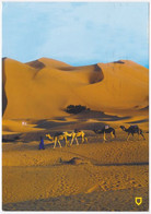Carte Postale Moderne Maroc - Merzouga, Dromadaires - Andere