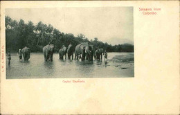 CEYLAN - Carte Postale - Éléphants De Ceylan - L 74824 - Sri Lanka (Ceylon)