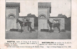 22-SAINT-BRIEUC- CHEVEAUX- DESTIN ET WATERLOO- SUPPL A LA BRETAGNE HIPPIQUE DU 27 NOV 1909 - Saint-Brieuc