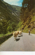 Pyrenees - Cows