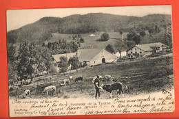 ZBN-32 RARE Souvenir De La Tourne, Rochefort. Paysan Et Ses Vaches ANIME Précurseur Cachet 1904 - Rochefort