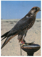 (U 8) Bahrain Posted To Australia - Falcon Bird - Bahrein