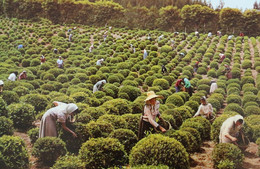 SAN MIGUEL Cha Tea Plantation São Miguel Island - Azores - Portugal Plantation De Thé - Landwirtschaftl. Anbau