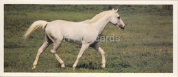 Arabian Horse - Horse Breeds - 1988 - Russia USSR - Unused - Horses