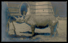 RHINOCEROS -  Zoologischer Garten Berlin -  Nashorn ( Ed. Verlag Des Atkien) Carte Postale - Rhinozeros