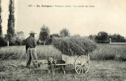 Sully * Attelage à Chien * Voiture à Chiens * Fenaison * Travail Aux Champs * Agriculture Paysan Foin - Sully Sur Loire