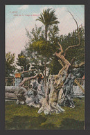 Egypt - RARE - Old Post Card - Virgin's Tree In Matarieh, Cairo - Brieven En Documenten