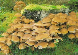 Mushroom - Champignon - Paddestoel - Pilz - Fungo - Cogumelo - Seta - Mesisieni - Armillariella Mellea - Mushrooms