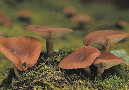 Mushroom - Champignon - Paddestoel - Pilz - Fungo - Cogumelo - Seta - Kangasrousku - Lactarius Rufus - Mushrooms