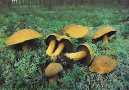 Mushroom - Champignon - Paddestoel - Pilz - Fungo - Cogumelo - Seta - Kangastatti - Suillus Variegatus - Mushrooms