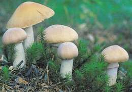 Mushroom - Champignon - Paddestoel - Pilz - Fungo - Cogumelo - Seta - Kehnäsieni - Rozites Caperata - Mushrooms