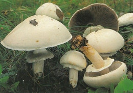 Mushroom - Champignon - Paddestoel - Pilz - Fungo - Cogumelo - Seta - Peltoherkkusieni - Agaricus Arvensis - Mushrooms