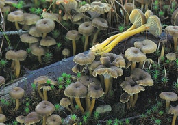 Mushroom - Champignon - Paddestoel - Pilz - Fungo - Cogumelo - Seta - Suppilovahvero - Cantharellus Tubaeformis - Mushrooms