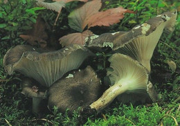 Mushroom - Champignon - Paddestoel - Pilz - Fungo - Cogumelo - Seta - Mustavahakas - Hygrophorus Camarophyllus - Mushrooms