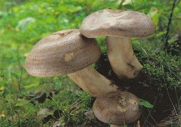 Mushroom - Champignon - Paddestoel - Pilz - Fungo - Cogumelo - Seta - Haaparousku - Lactarius Trivialis - Mushrooms