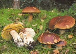 Mushroom - Champignon - Paddestoel - Pilz - Fungo - Cogumelo - Seta - Herkkutatti - Boletus Edulis - Mushrooms