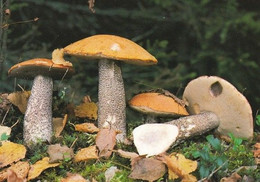 Mushroom - Champignon - Paddestoel - Pilz - Fungo - Cogumelo - Seta - Koivunpunikkitatti - Leccinum Testaceoscabrum - Mushrooms