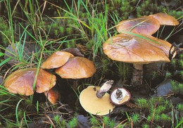 Mushroom - Champignon - Paddestoel - Pilz - Fungo - Cogumelo - Seta - Voitatti - Suillus Luteus - Mushrooms
