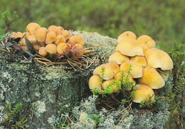 Mushroom - Champignon - Paddestoel - Pilz - Fungo - Cogumelo - Seta - Kuusilahokka - Hypholoma Capnoides - Mushrooms