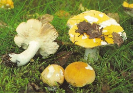 Mushroom - Champignon - Paddestoel - Pilz - Fungo - Cogumelo - Seta - Keltahapero - Russula Flava - Mushrooms