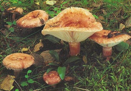 Mushroom - Champignon - Paddestoel - Pilz - Fungo - Cogumelo - Seta - Karvarousku - Lactarius Torminosus - Mushrooms