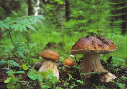 Mushroom - Champignon - Paddestoel - Pilz - Fungo - Cogumelo - Seta - Tatti - Mushrooms