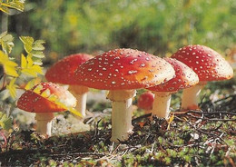 Mushroom - Champignon - Paddestoel - Pilz - Fungo - Cogumelo - Seta - Punakärpässieni - Fly Agaric - Mushrooms