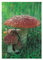 Mushroom - Champignon - Paddestoel - Pilz - Fungo - Cogumelo - Seta - Punakärpässieni - Fly Agaric - Mushrooms