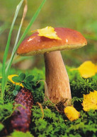 Mushroom - Champignon - Paddestoel - Pilz - Fungo - Cogumelo - Seta - Tatti - Mushrooms