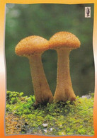 Mushroom - Champignon - Paddestoel - Pilz - Fungo - Cogumelo - Seta - (Ringed Seal Logo) - Mushrooms