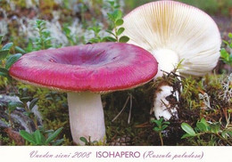Mushroom - Champignon - Paddestoel - Pilz - Fungo - Cogumelo - Seta - Isohapero - Russula Paludosa - Mushrooms