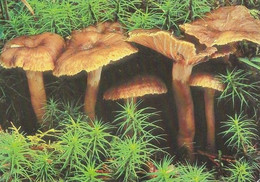 Mushroom - Champignon - Paddestoel - Pilz - Fungo - Cogumelo - Seta - Suppilovahvero - Cantharellus Tubaeformis - Mushrooms