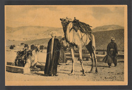 Egypt - Rare - Old Post Card - Camel In The Desert - Brieven En Documenten