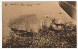 CPA - CONGO - Hippopotame "Suite Funeste De Sa Curiosité" - Lulonga Equateur - Belgian Congo