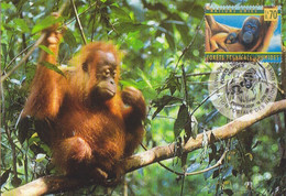 CP Max Obl. Nation Unies (Suisse) Le 19 Juin 98 Sur N° 365 (Orang Outan Avec Son Jeune) - Schimpansen