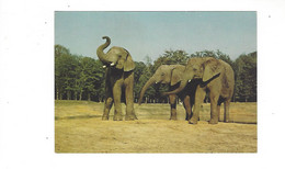 Delcampe - PARC ZOOLOGIQUE  ELEPHANTS  RESERVE DE THOIRY  EN YVELINES    ****  RARE   A  SAISIR **** - Thoiry